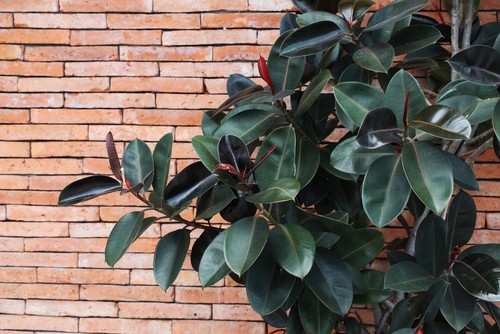 Ficus Tree Brown Spots on Leaves