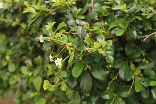 White Spots on Fukien Tea Bonsai Leaves