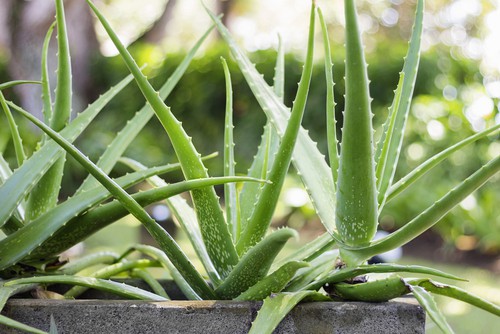 How Cold Can Aloe Vera Plant Tolerate