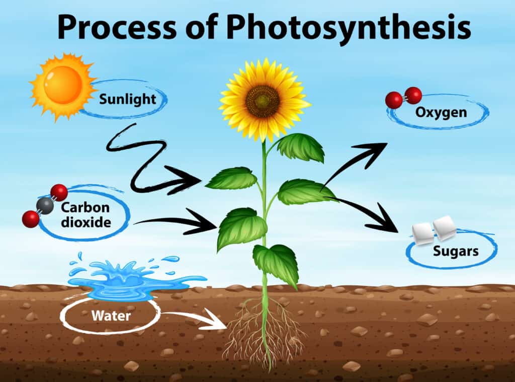 Why Do Plants Have Two Photosystems Quizlet? 