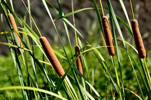 Plants that Look Like Hot Dogs