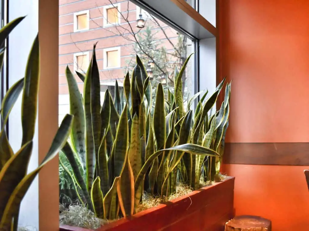 snake-plant-sansevieria-in-planter-on-window-sill