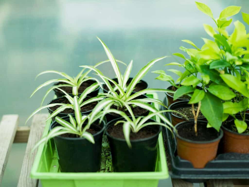 some-potted-spider-plants-