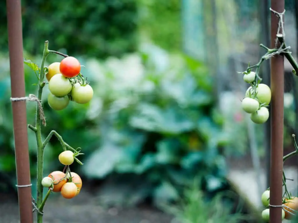 some-tomatoes-on-tomato-plants-