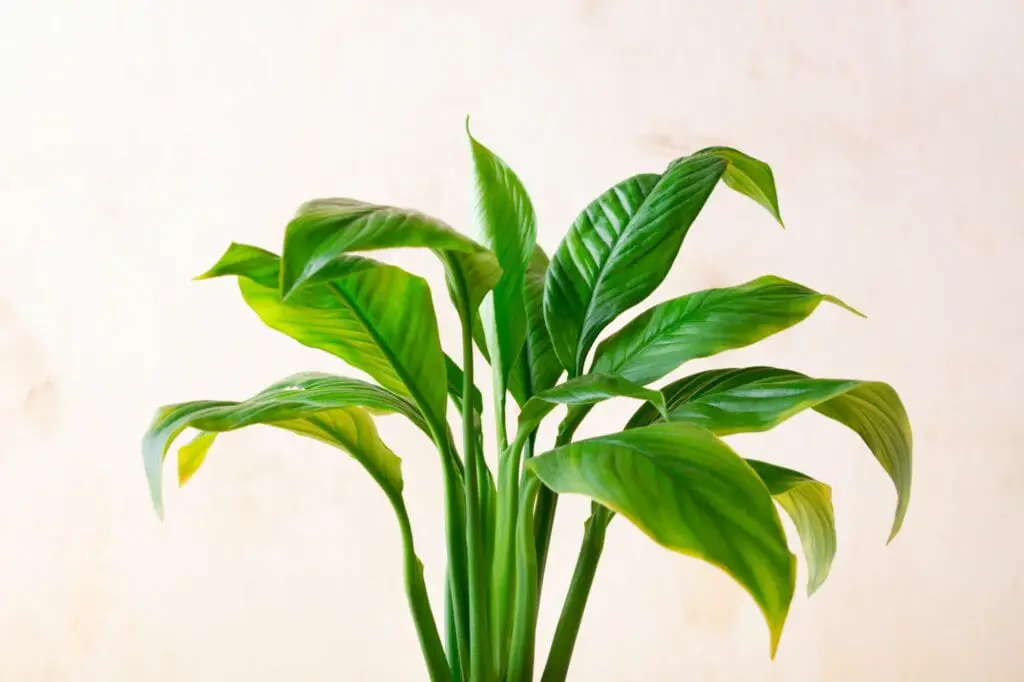 spathiphyllum-or-peace-lily-houseplant-leaves-What Causes Brown Spots on Peace Lily Leaves