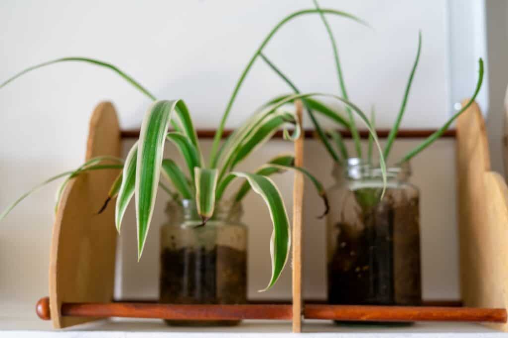 spider-plants-on-the-shelf-