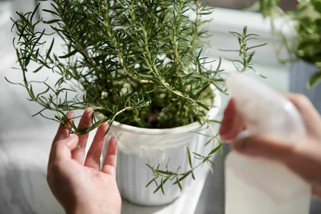 spraying-and-watering-rosemary-plant-How Much Water Does a Rosemary Plant Need