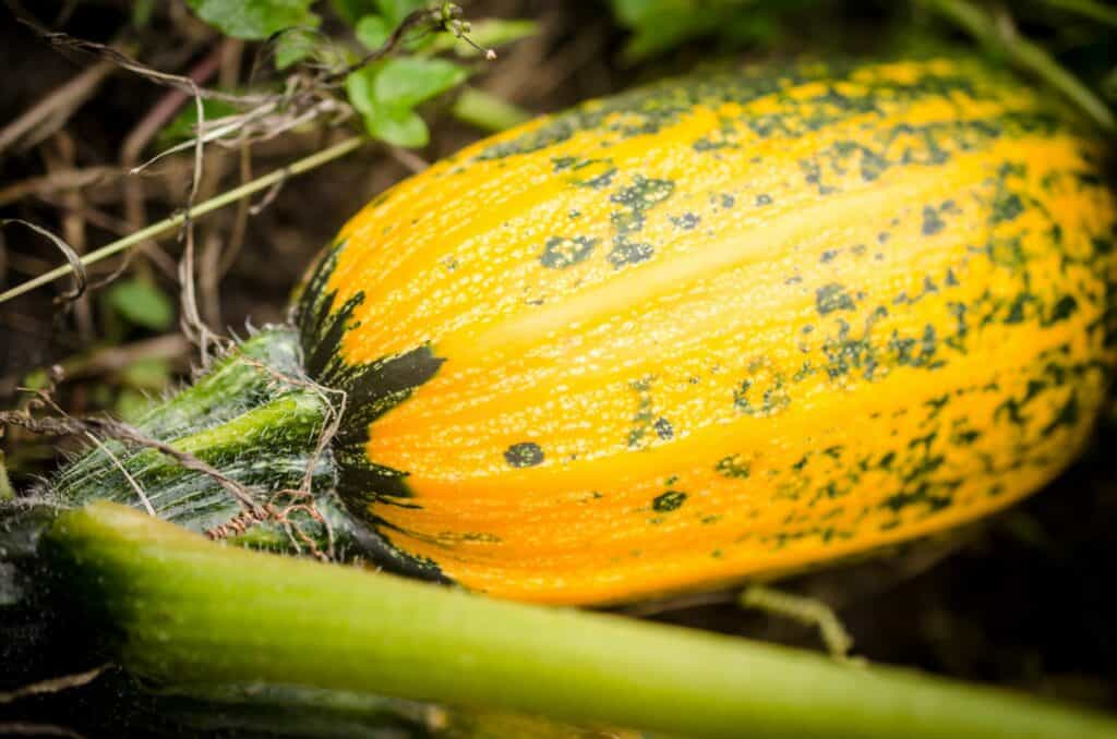 squash-in-the-garden-