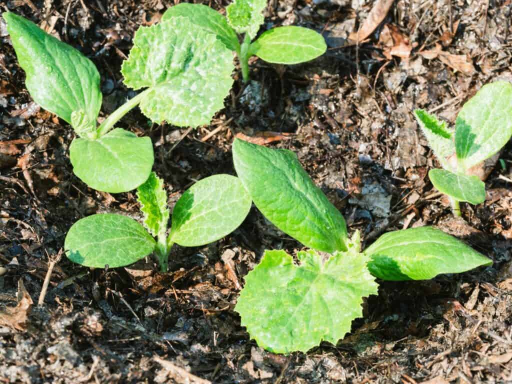 squash-plants-How to Easily Get Rid of White Spots on Squash Leaves