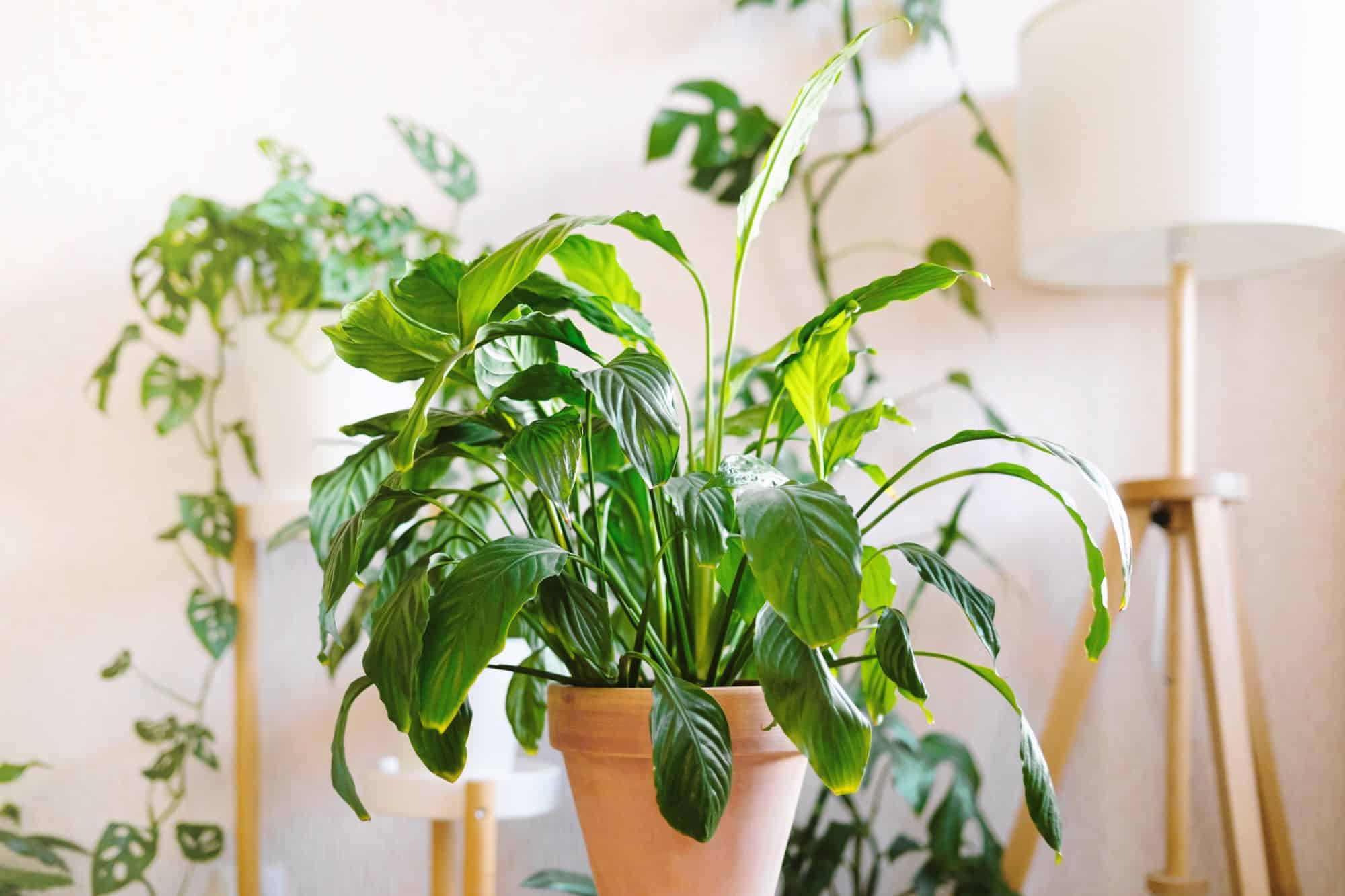 What Causes Brown Spots on Peace Lily Leaves?