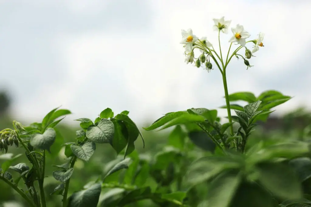 the-potato-flowers-are-white-blurred-background-