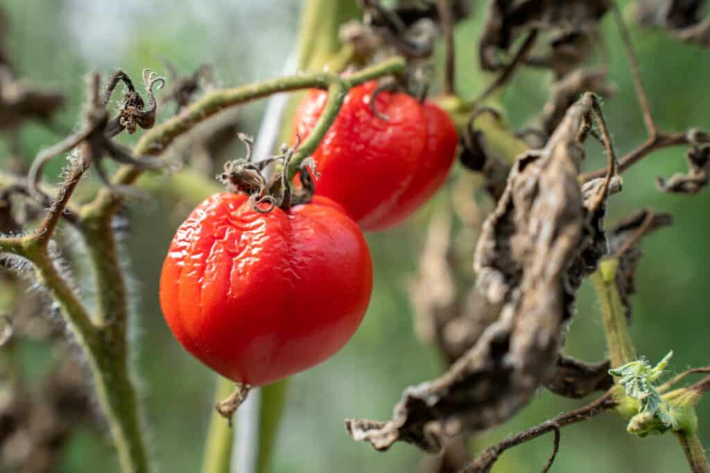 tomatoes-wither-due-to-hot-weather-tomato-fruits-