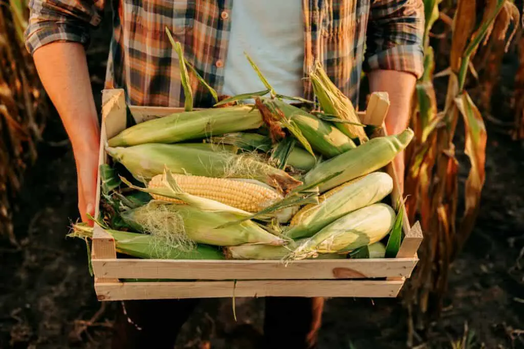 top-view-of-farmer-carrying-box-with-rich-harvest-