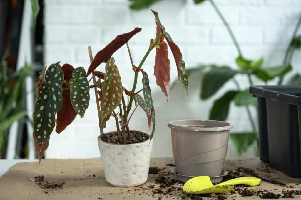 transplanting-a-home-plant-begonia-maculata-into-a-pot