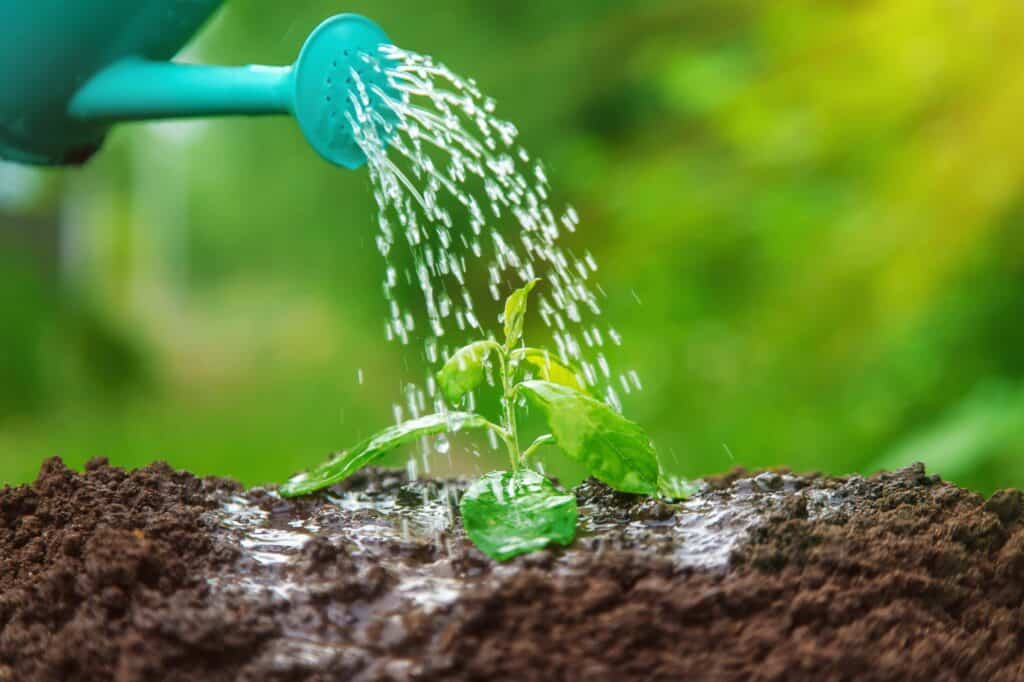 water-the-plant-in-the-garden-selective-focus-