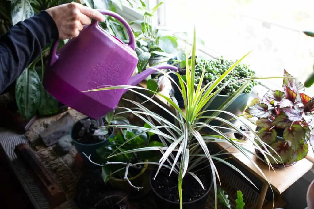 watering-plants-