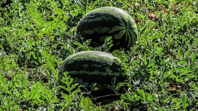 watermelon plant leaves turning yellow