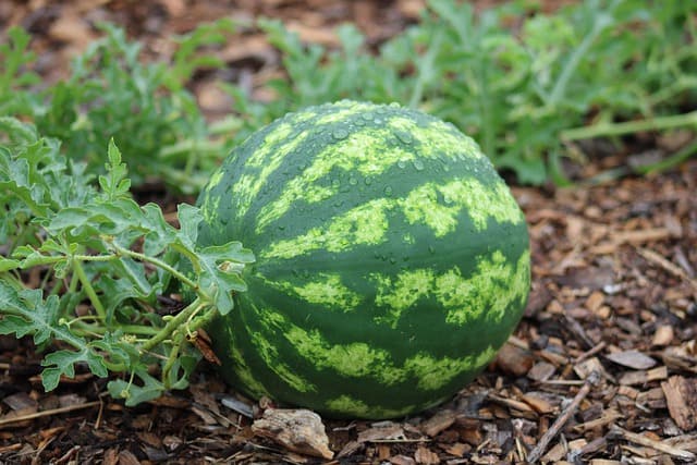 watermelon 7637948 640