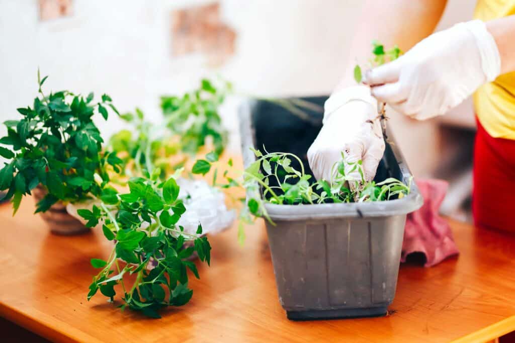 womans-hands-in-white-gloves-plant-seedlings-