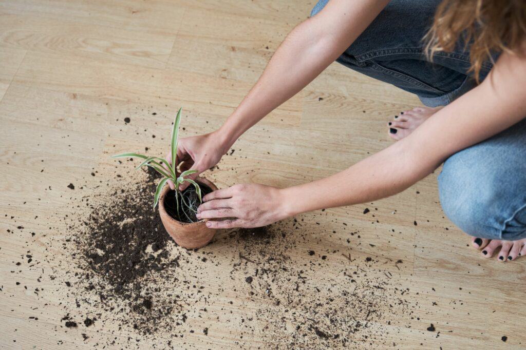 woman-planting-a-spider-plant-runner-
