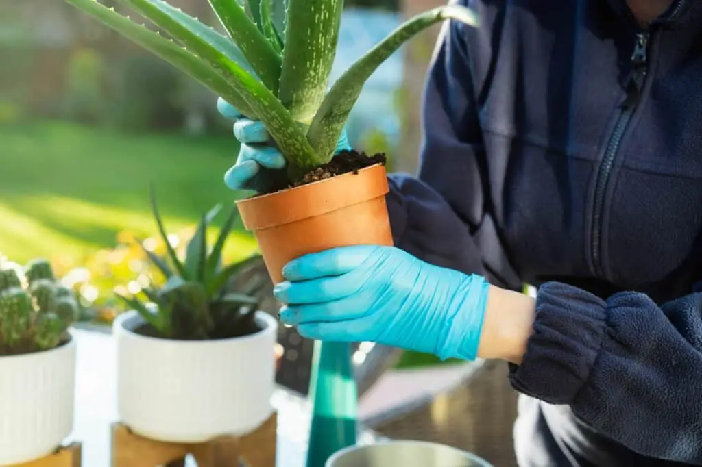 woman-s-hands-in-gloves-transplanting-aloe-plant-