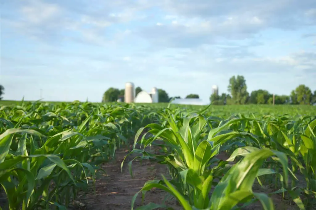 young-corn-plants-in-field-with-farm-in-the-distance-