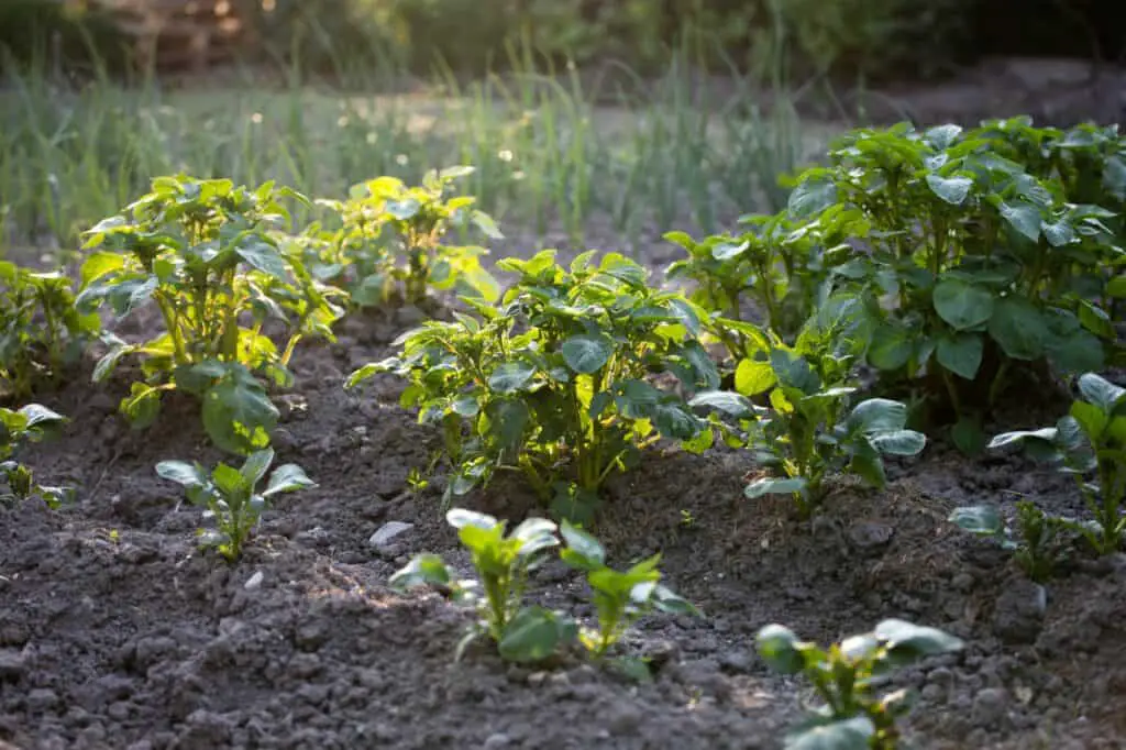 young-potato-plants-growing-from-ground-