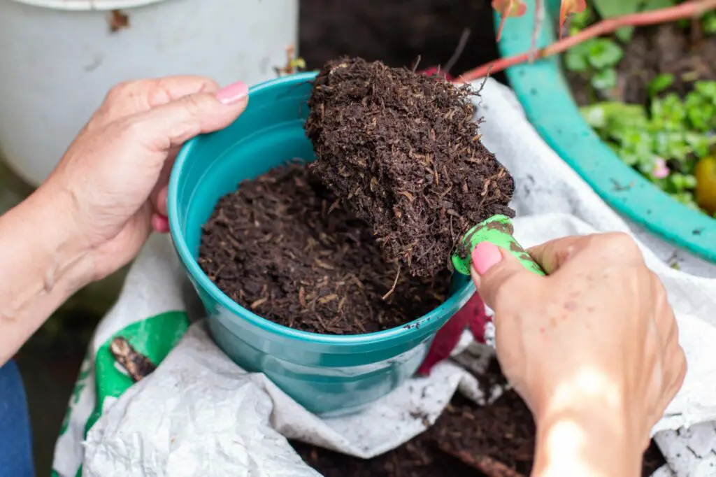 a-woman-s-hands-pour-compost-into-a-new-pot-garden-