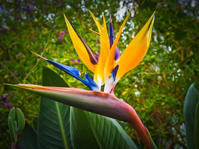 bird of paradise flower 1359718 640