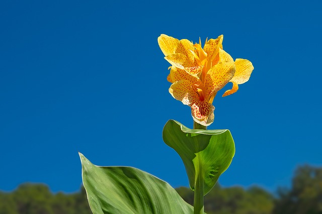 White Spots on Canna Leaves
