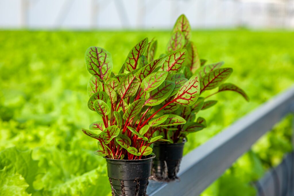 chard-grow-a-potted-plant-green-leaves-with-red-veins