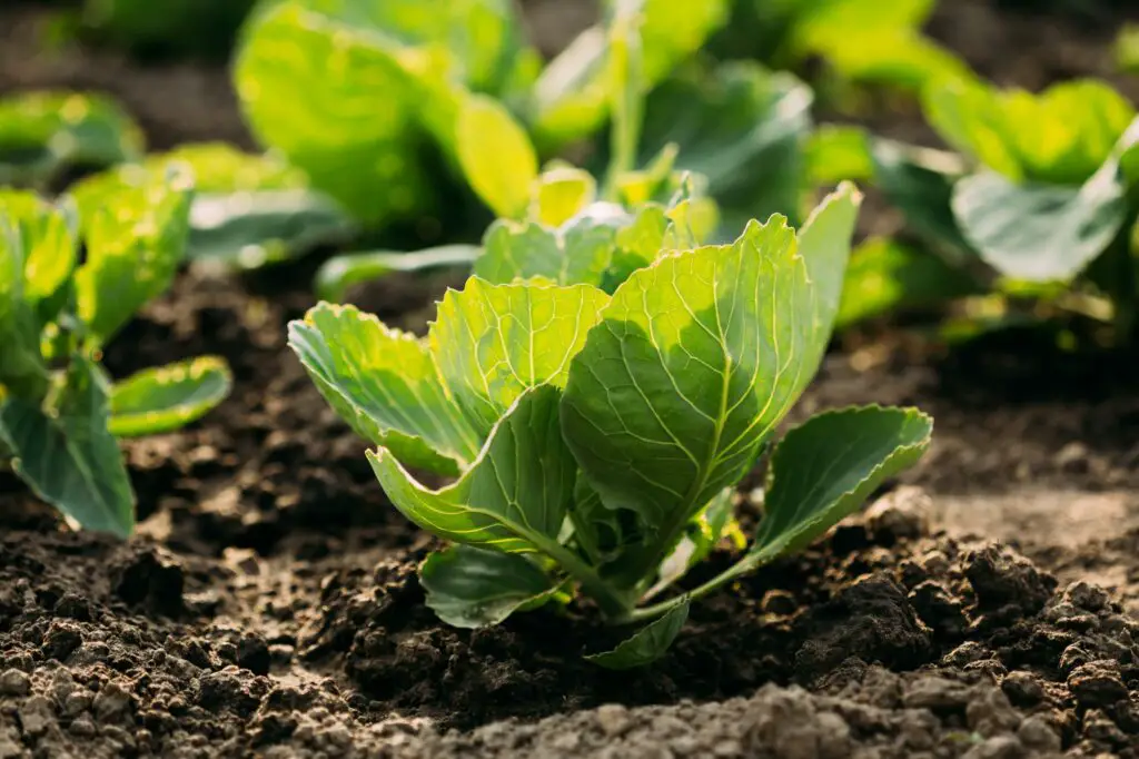 close-green-vernal-seedlings-of-cabbage-or-brassic-What Not to Plant with Collard Greens