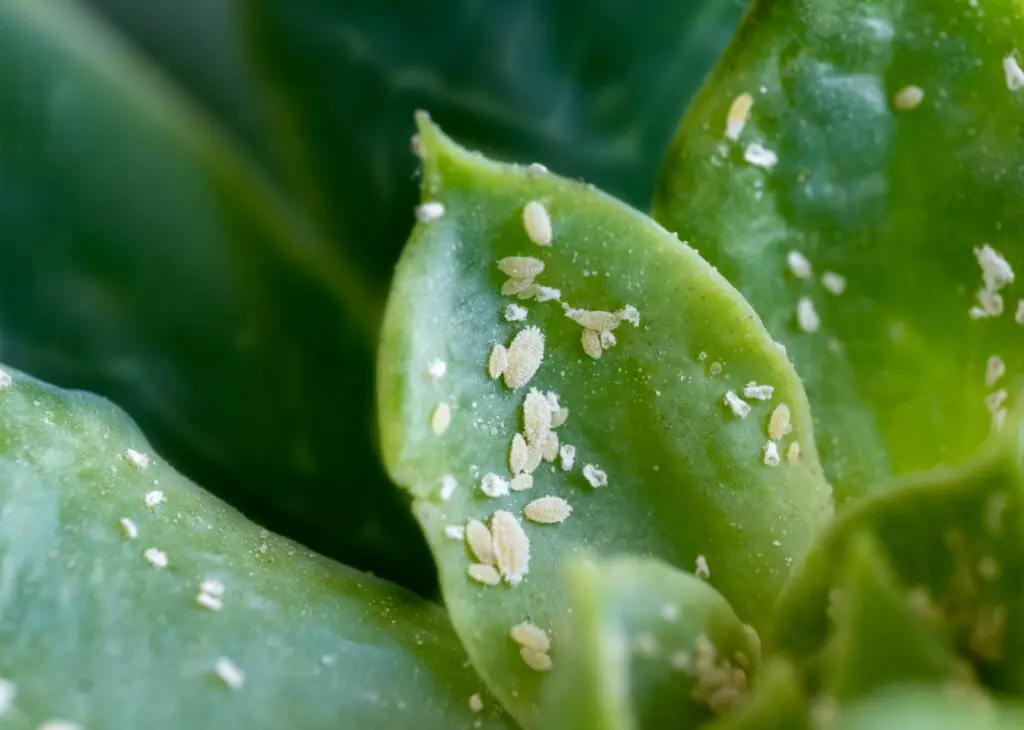 closeup shot of mealybugs on green leaves 2023 04 24 19 17 41 utc