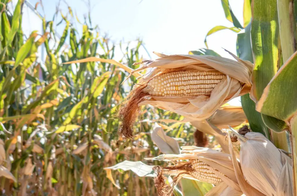 corn-cobs-in-corn-plantation-field-