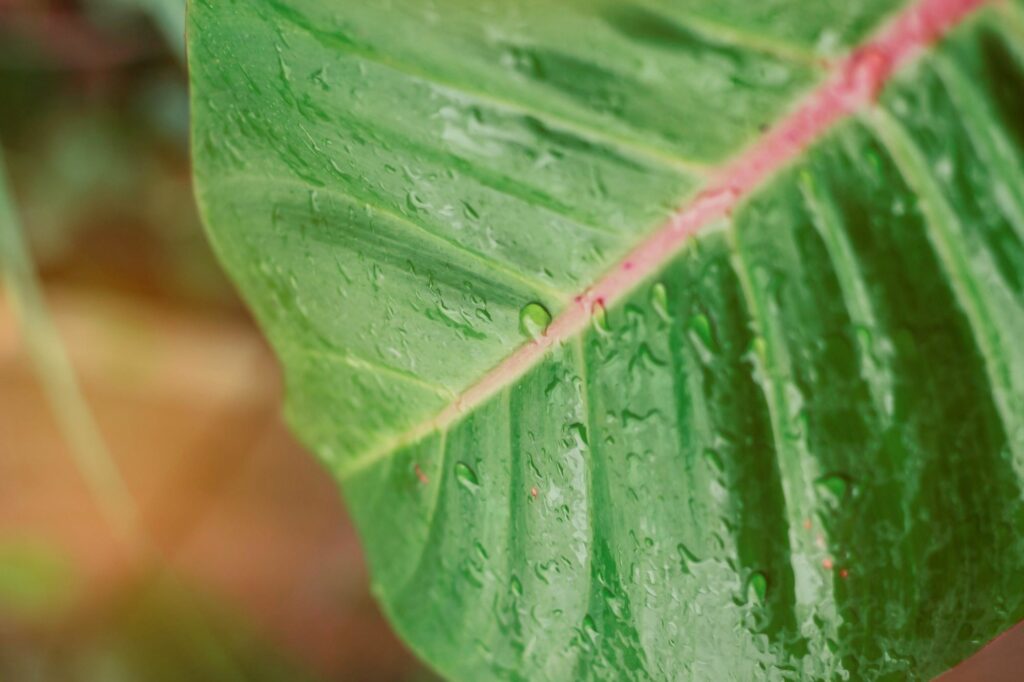 drops-on-leaves-plant-