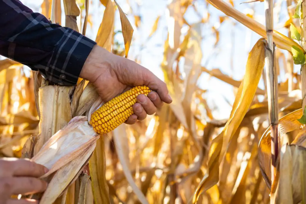 farmer-hand-holding-a-corn-cob-on-a-corn-field-