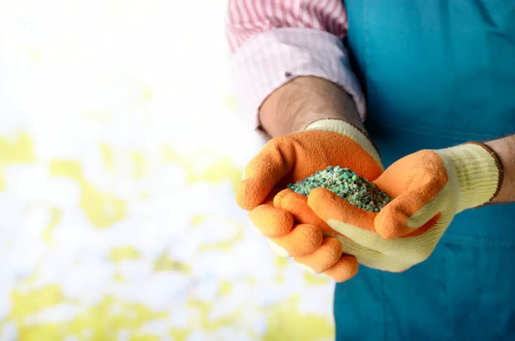 farmer-shows-fertilizers-in-his-hands-weared-in-gloves-