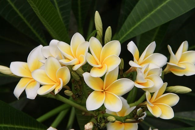 Yellow Leaves and Brown Spots On Plumeria Leaves