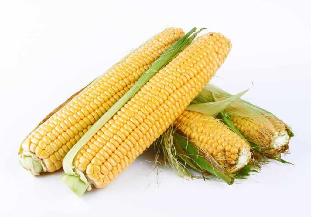 What is the Best Corn to Plant for Deer