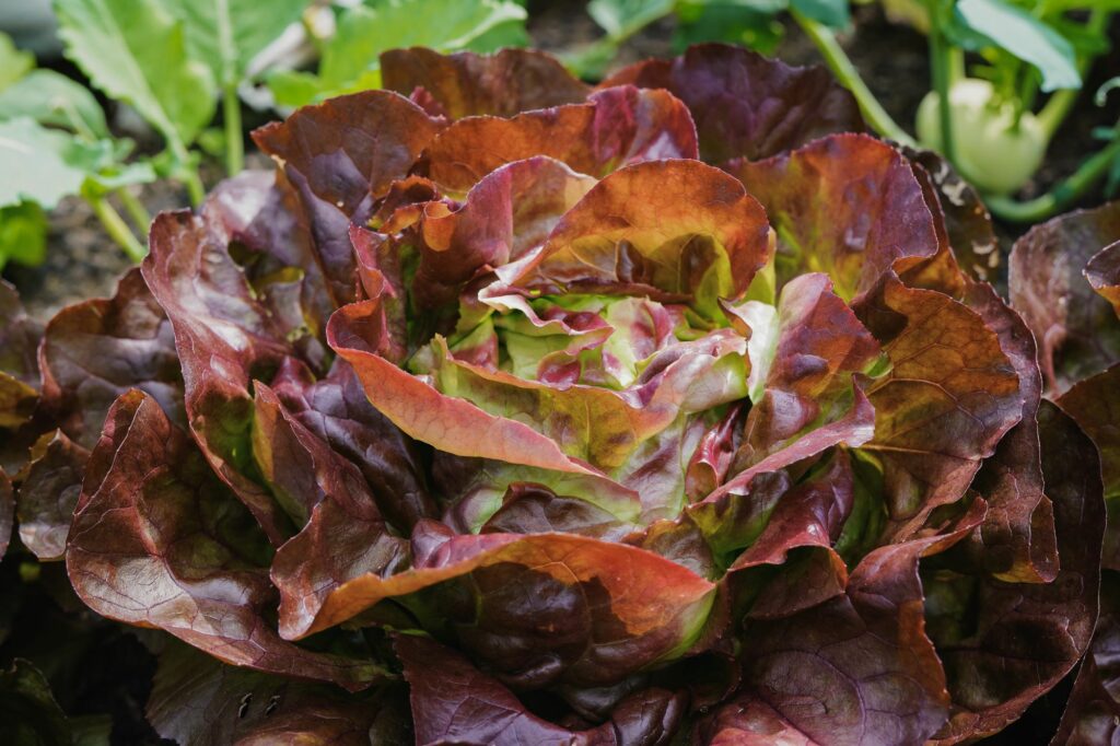 fresh-lettuce-at-ecologic-garden-