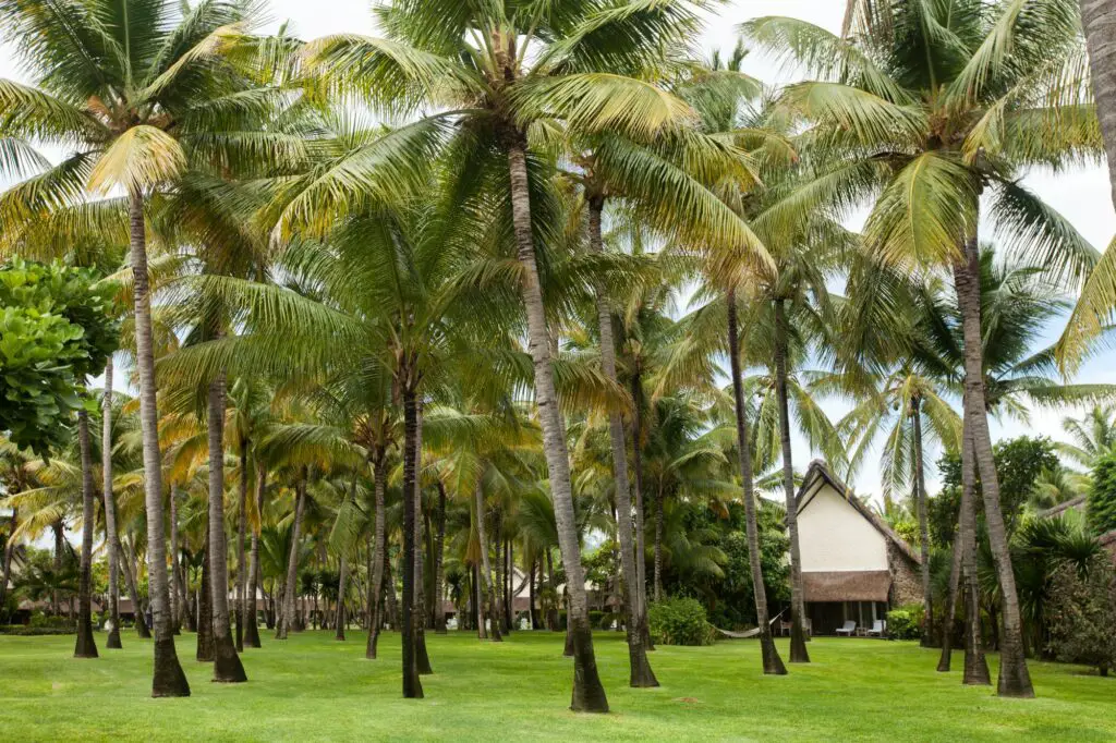 garden-with-coconut-palm-trees-and-lawn-What Plants Look Good Around Palm Trees