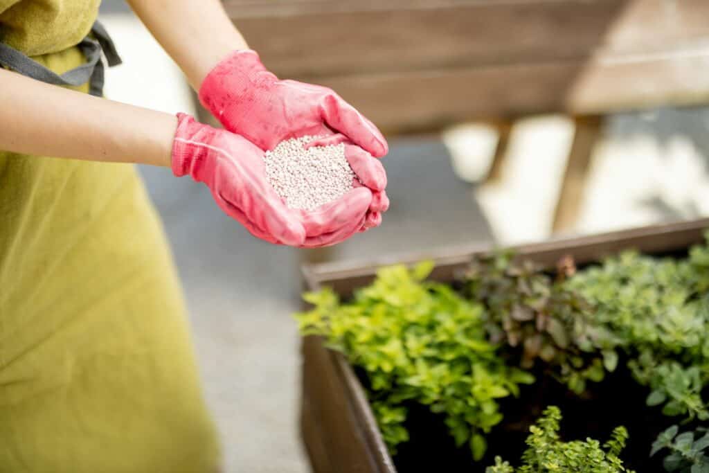 gardener-holds-in-hands-mineral-fertilizing-closeup-What is Potassium Used for in Plants