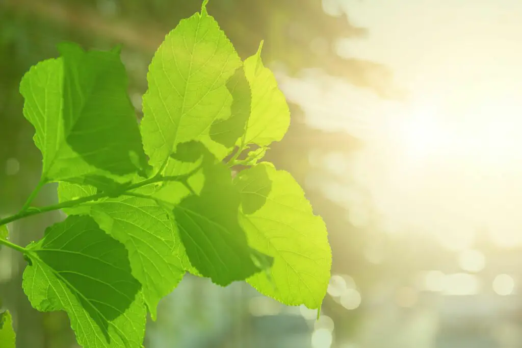 green-leaves-tree-plant-leaf-sun-light-for-oxygen-