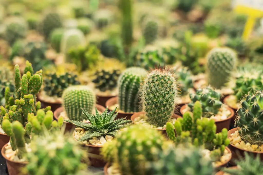 group-of-various-cactus-plants-in-pot-