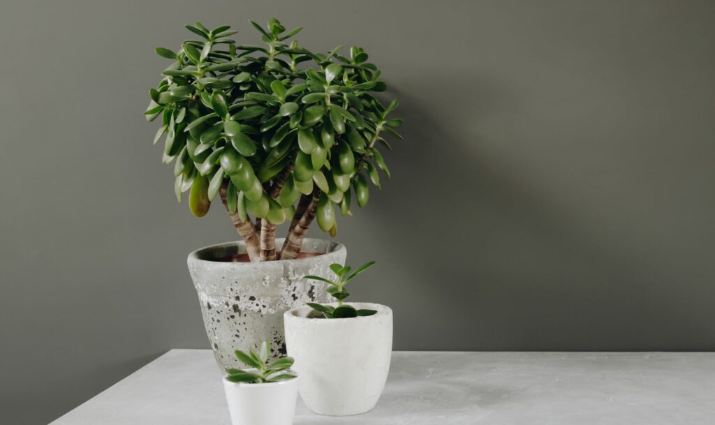 houseplant-crassula-ovata-jade-plant-money-tree