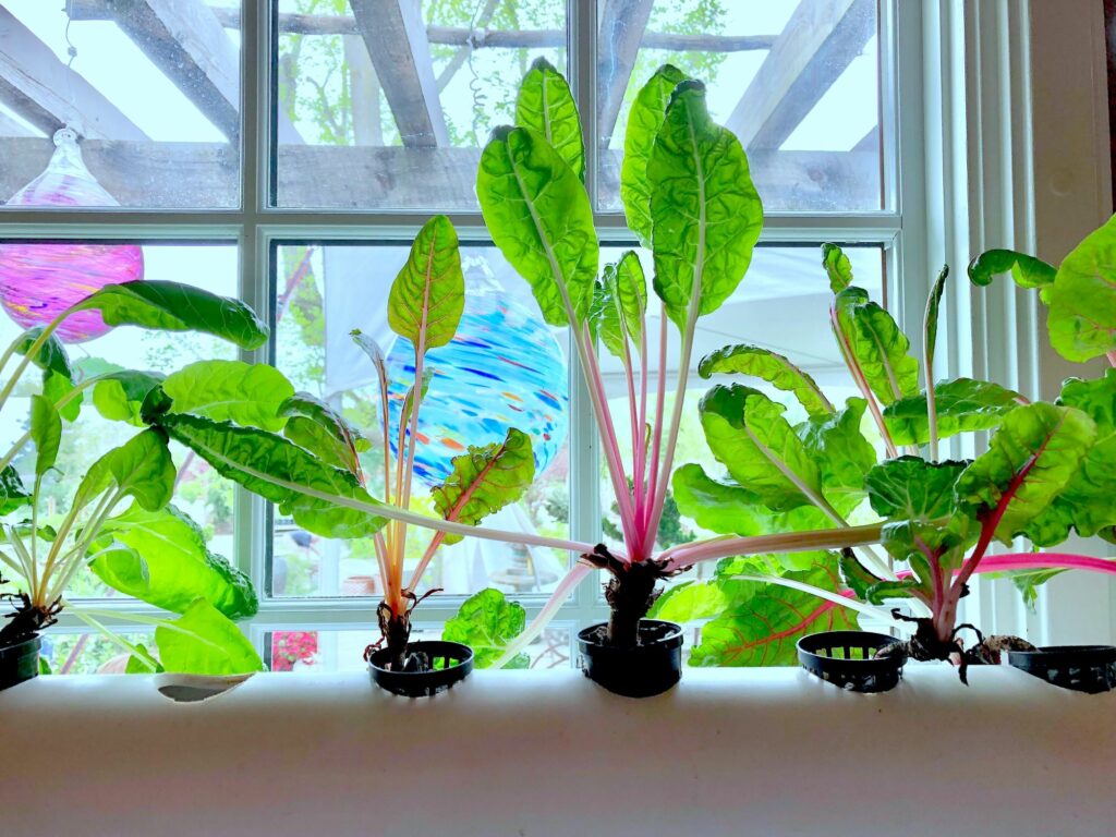 hydroponic-grown-swiss-chard-in-a-kitchen-window-