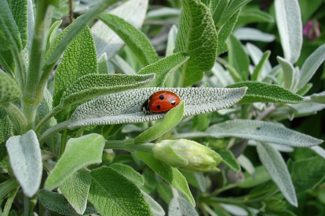 Sage Leaves Turning Yellow
