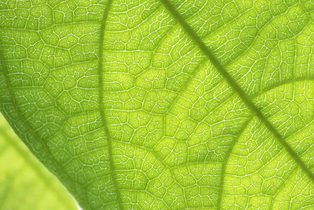 leaf-cell-structure-