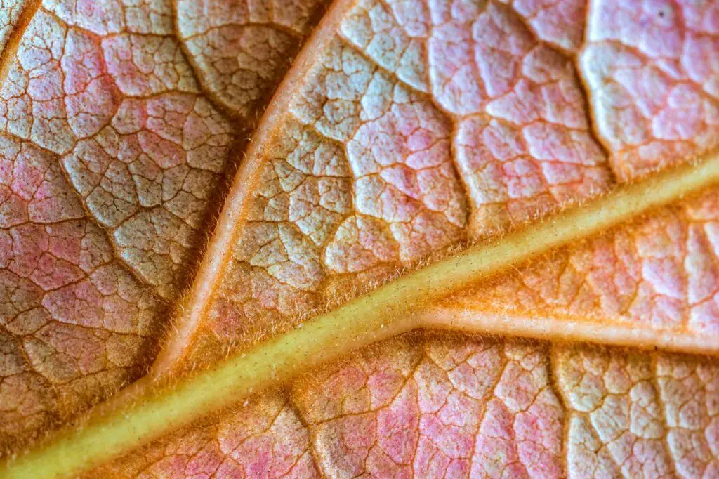leaf structure-