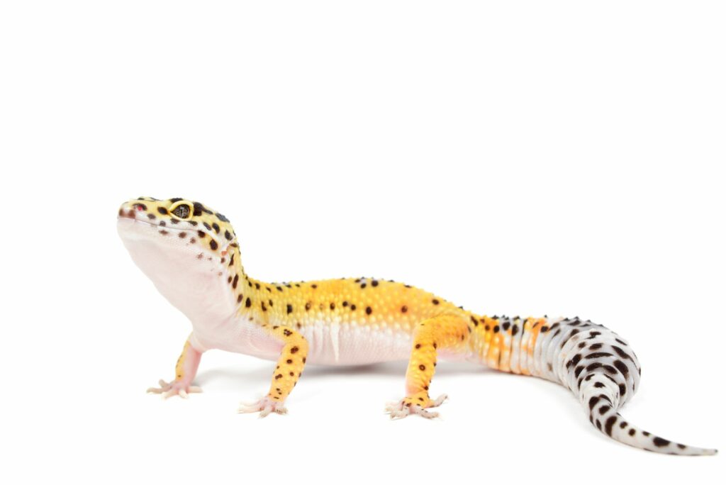 leopard-gecko-What Plants Are Safe for Leopard Geckos